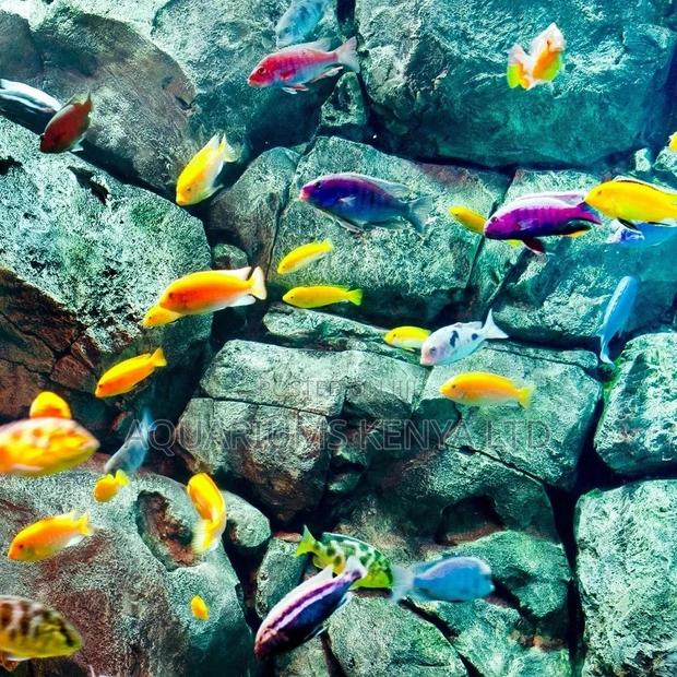 Colourful Cichlids, Aquarium Fish - main view