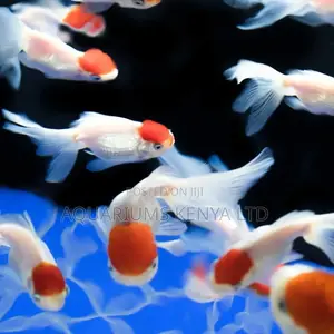 Tanchu Redcup Goldfish , Aquarium Fish