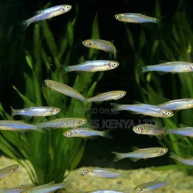 Danio, Zebra Fish, Aquarium Fish, Ornamental Fish - main view