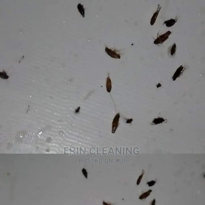 Bedbugs and Cockroach Services