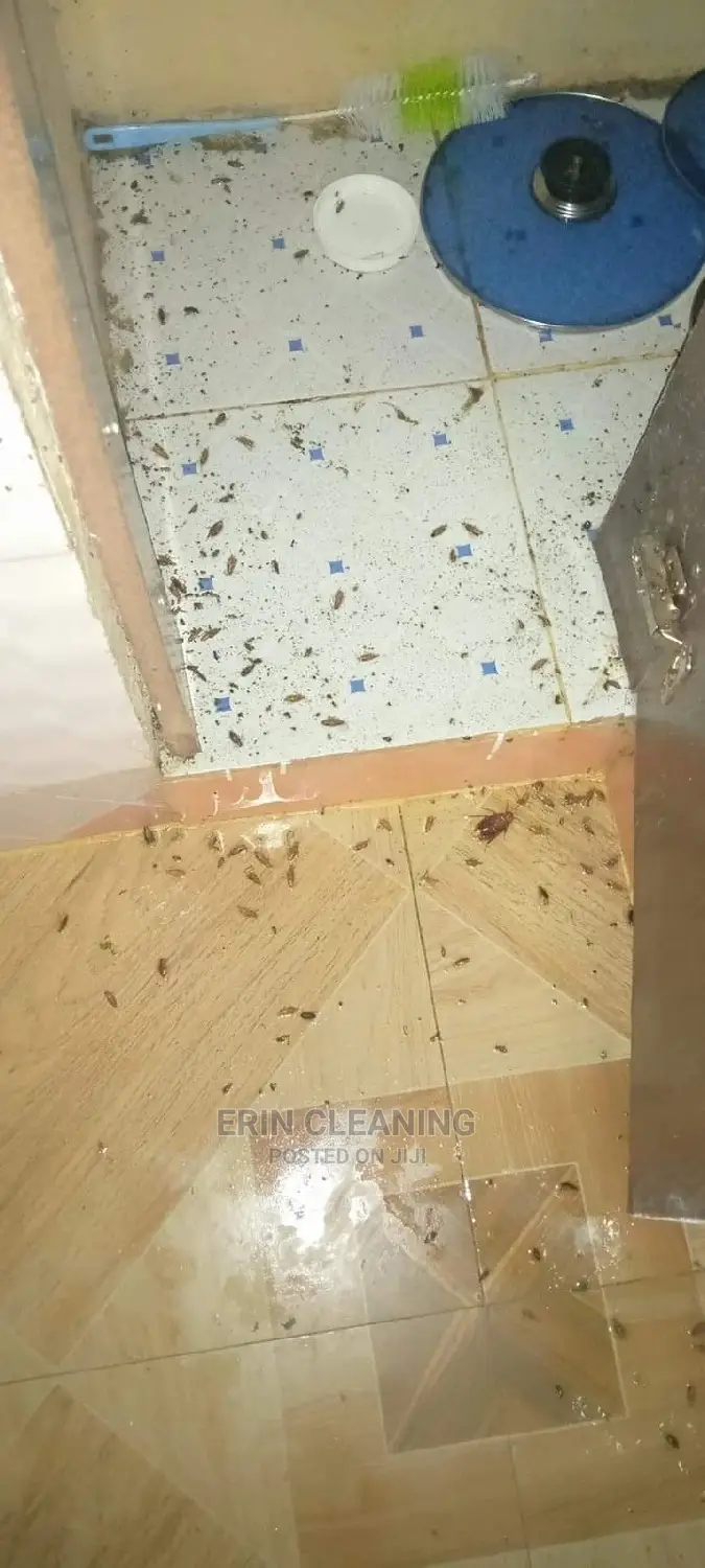 Bedbugs and Cockroach Services