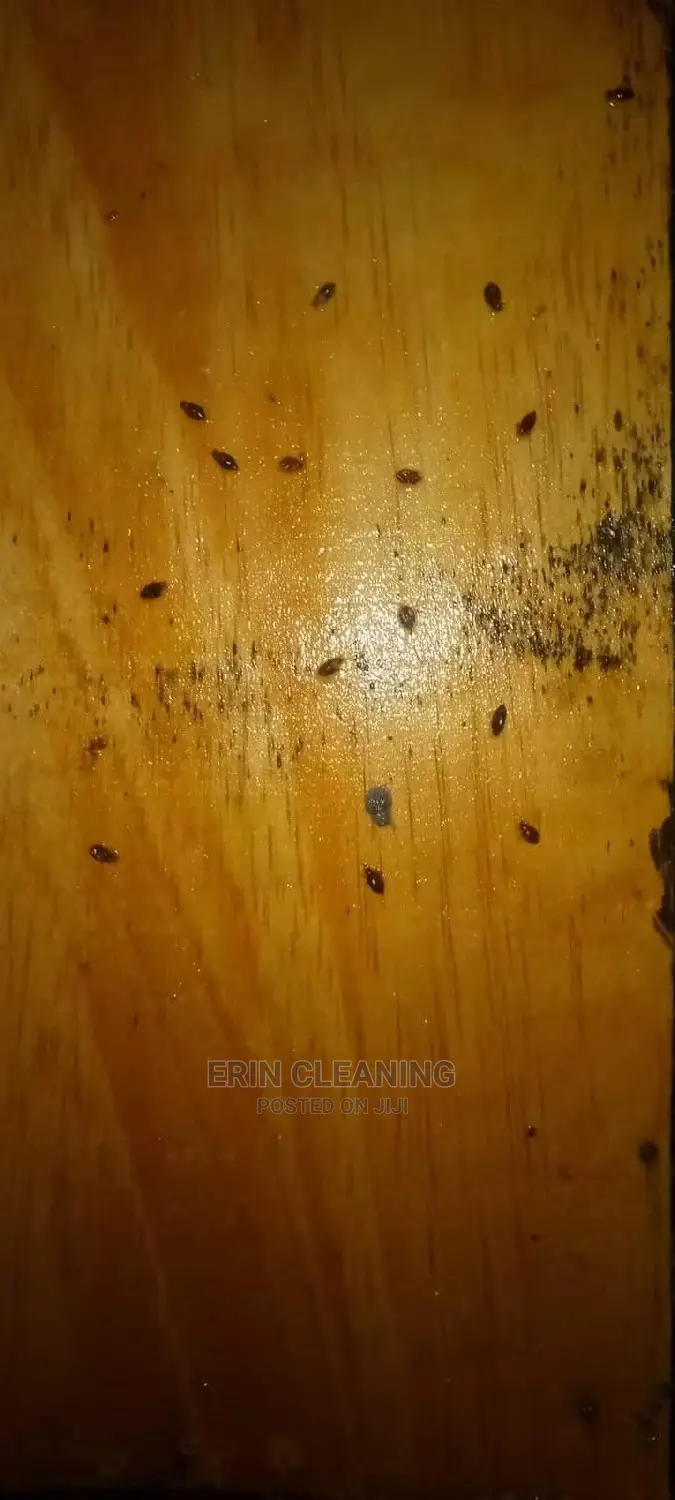 Bedbugs and Cockroach Services