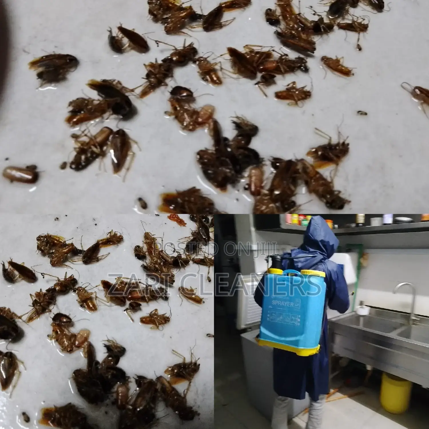 Cockroaches Removal/Treatment