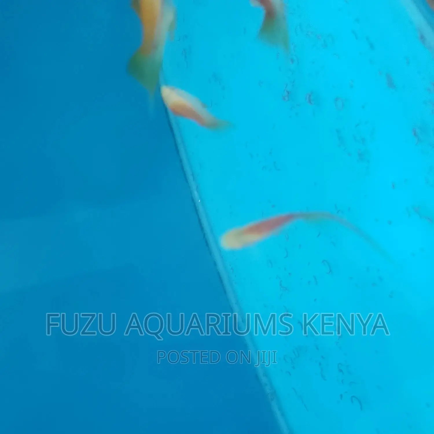 Swordtail and Female