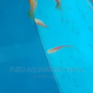 Swordtail and Female