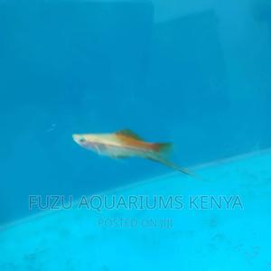 Swordtail and Female - thumbnail 2