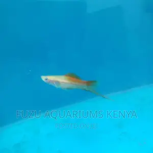 Swordtail and Female
