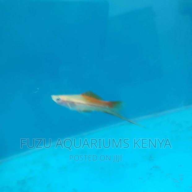 Swordtail and Female