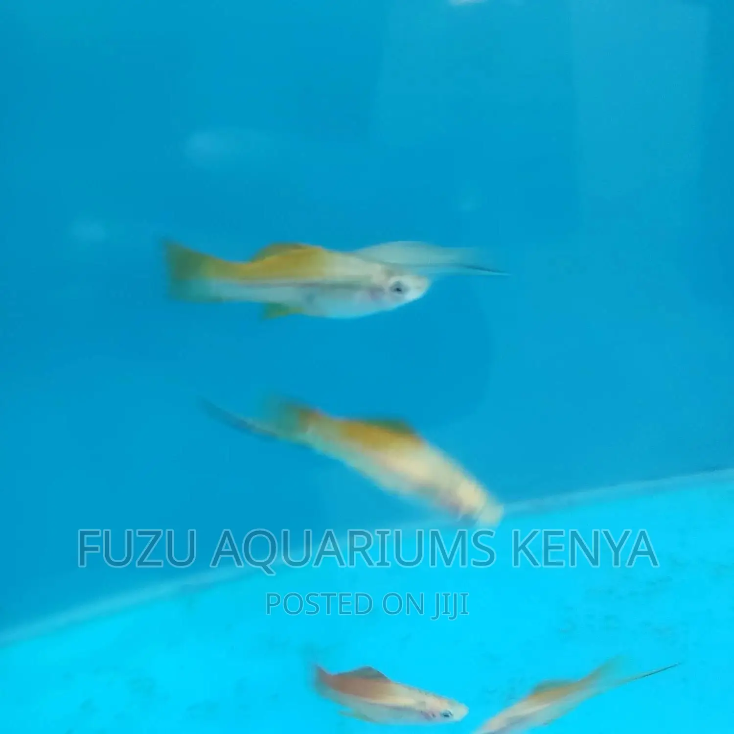 Swordtail and Female