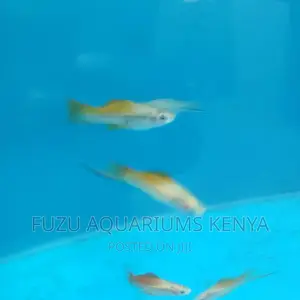 Swordtail and Female