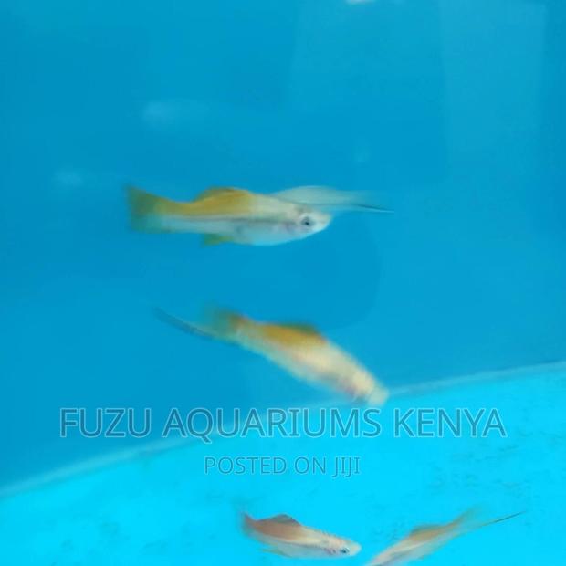 Swordtail and Female - thumbnail 3