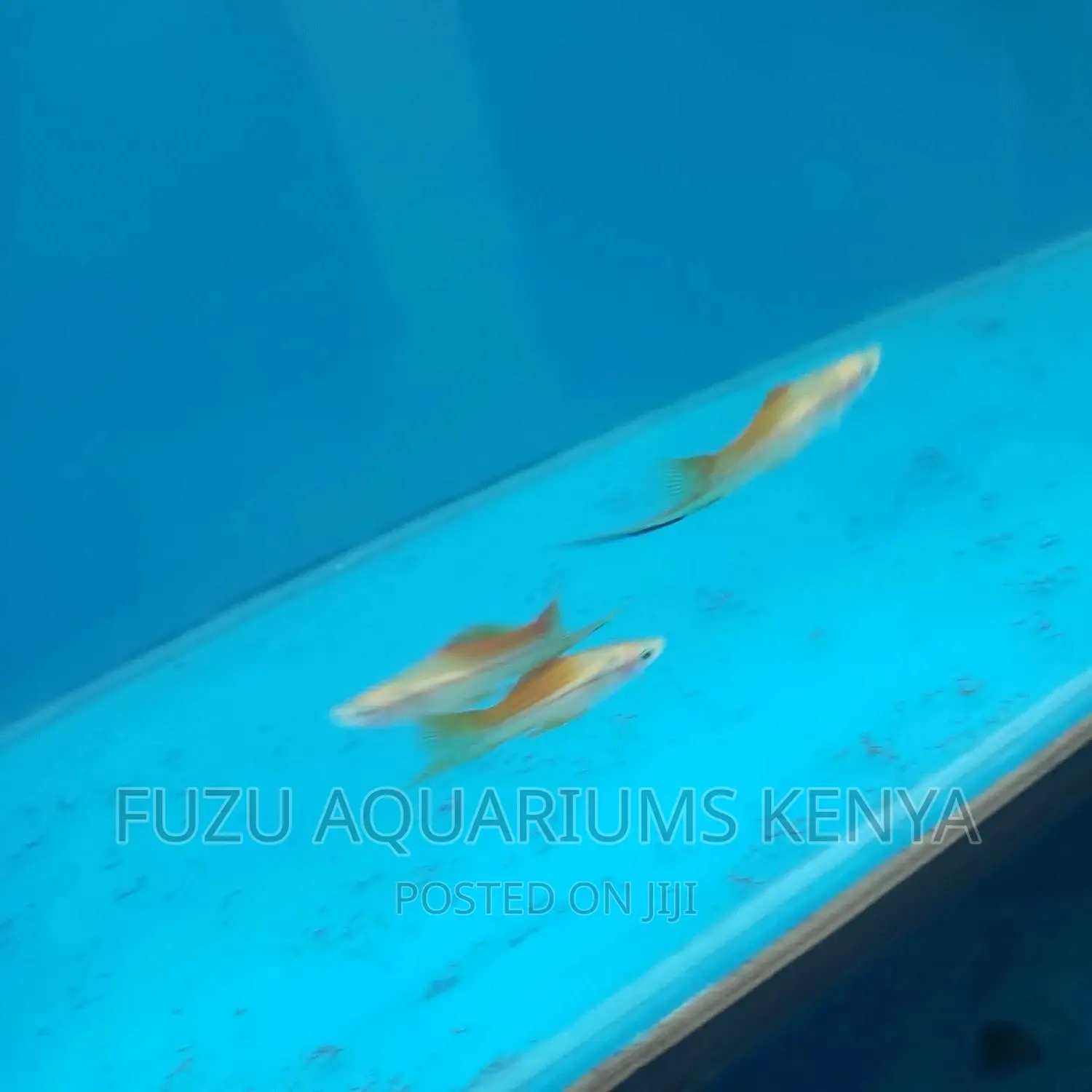 Swordtail and Female