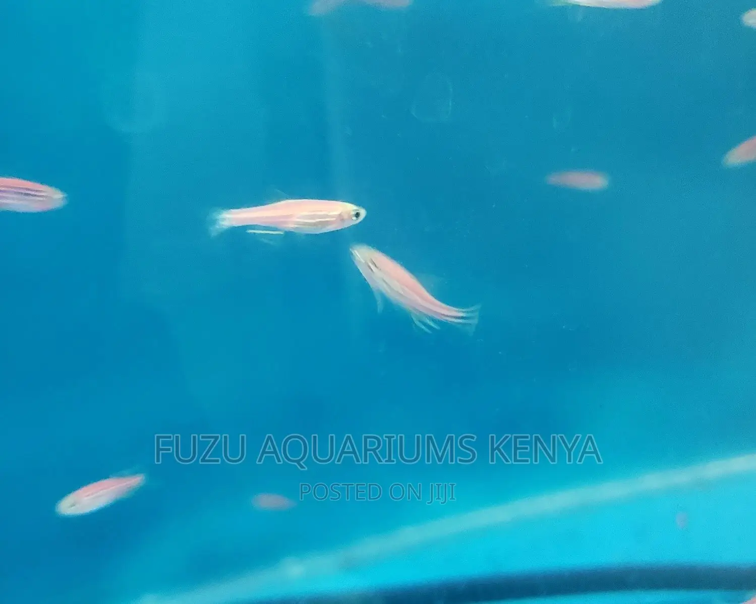 Pink Danios .