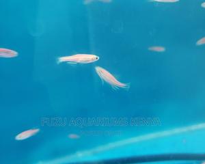 Pink Danios . - thumbnail 2