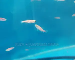 Pink Danios .