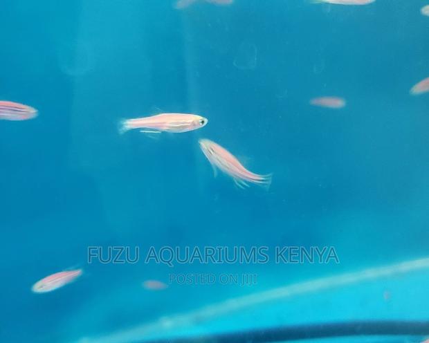 Pink Danios . - main view