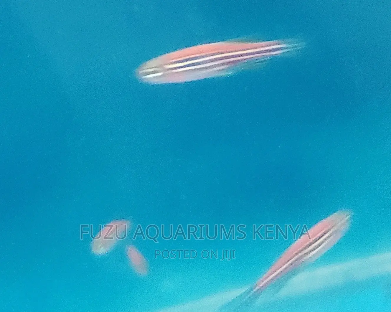 Pink Danios .