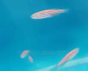Pink Danios .