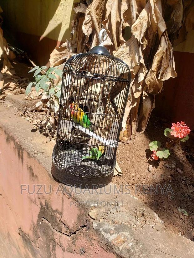 Black Bird Cages - main view