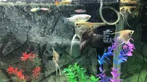 Angles, Angel Fish