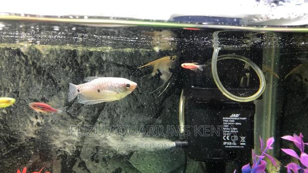 Pink Danios and Gourami