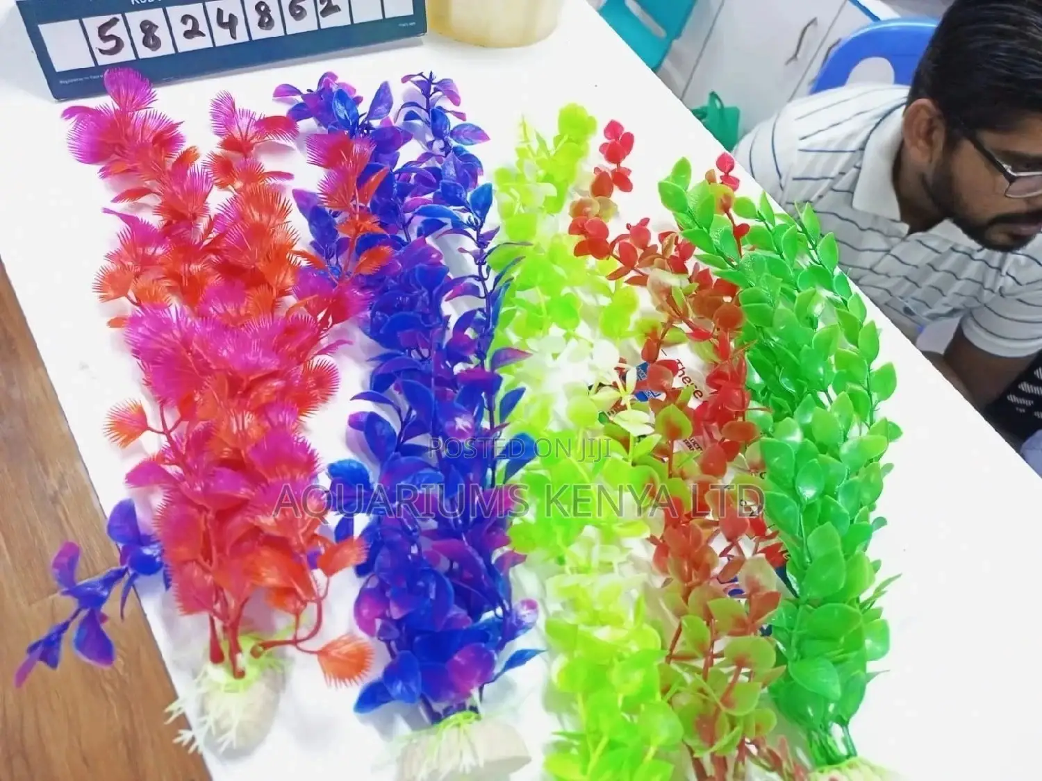 Colour Your Tank , Colourful Aquarium Plants