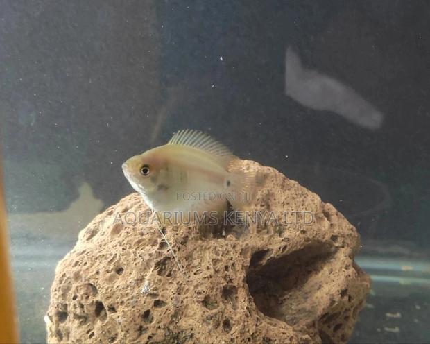 Female Dwarf Gouramis, Aquarium Fish