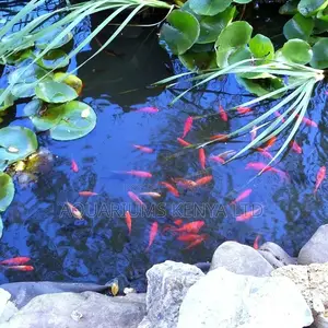 Fish Pond Goldfish, Colour Your Ornamental Fish Pond