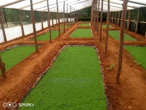 Azolla and Duckweed