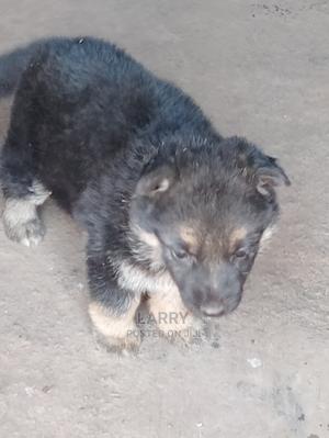 1-3 Months Female Purebred German Shepherd - thumbnail 2