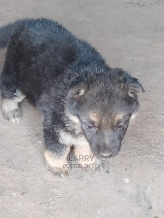 1-3 Months Female Purebred German Shepherd - main view