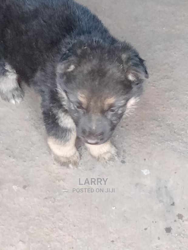 1-3 Months Female Purebred German Shepherd - thumbnail 3