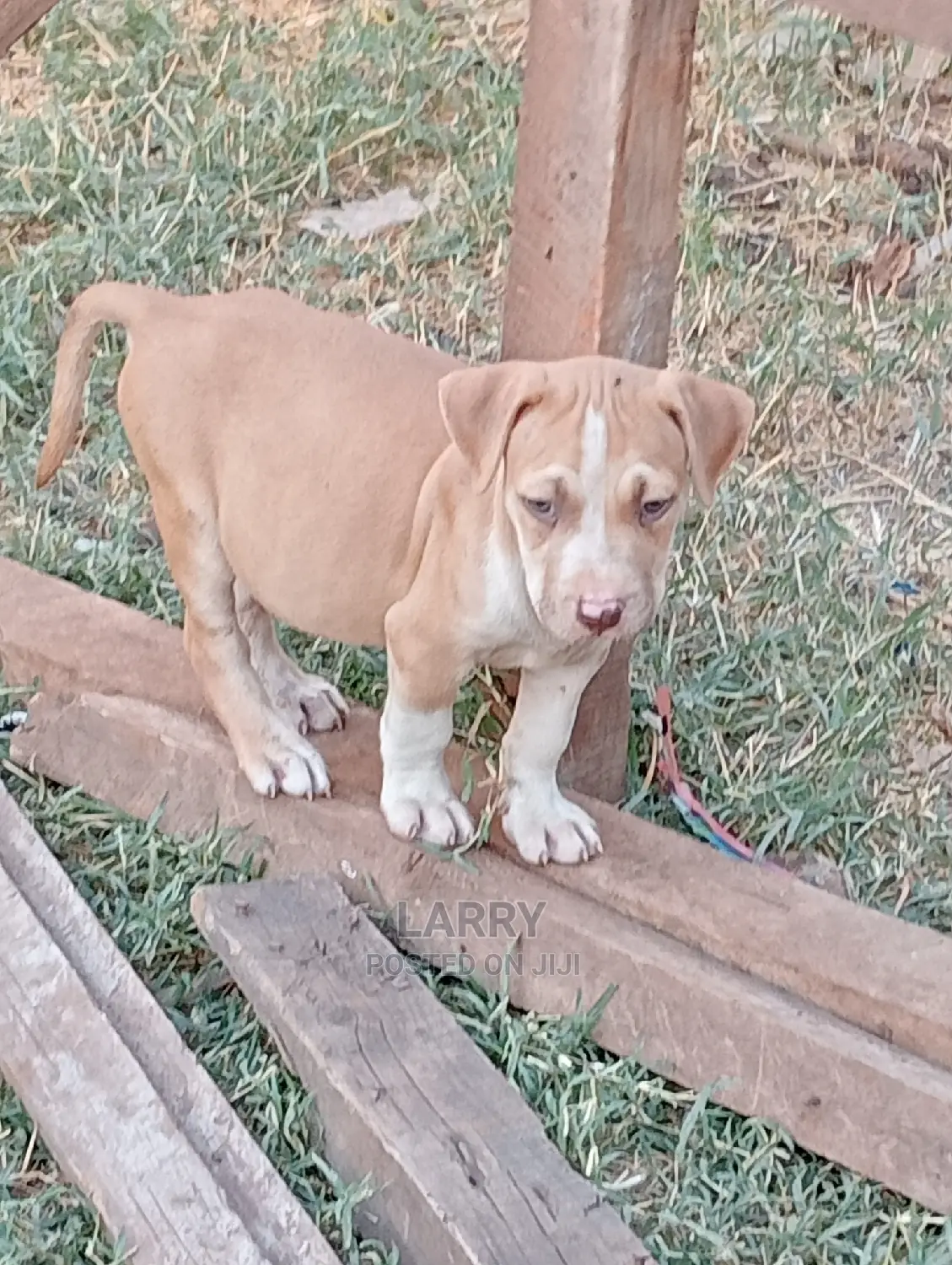 1-3 months Female Purebred American Pit Bull Terrier