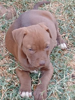 1-3 Months Female Purebred American Pit Bull Terrier - thumbnail 2