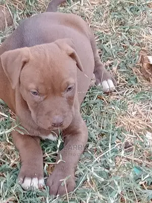 1-3 Months Female Purebred American Pit Bull Terrier