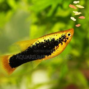 Black Striped Swordtails - thumbnail 2