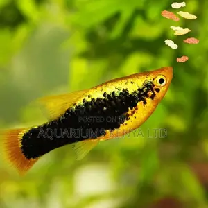 Black Striped Swordtails