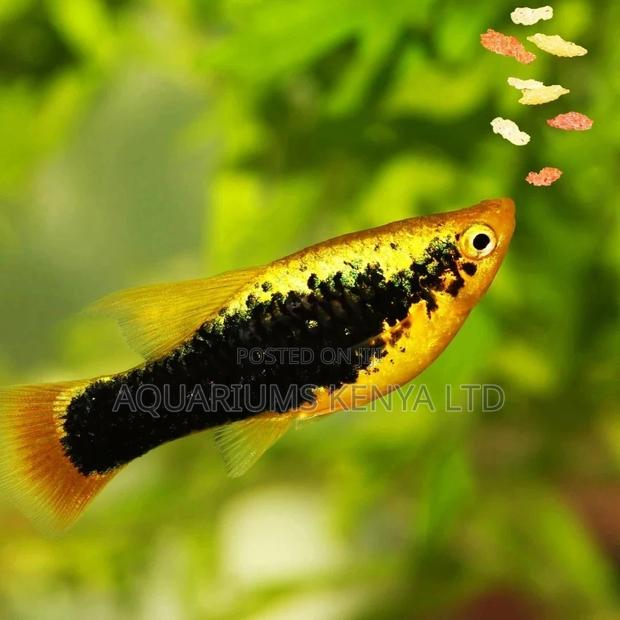 Black Striped Swordtails - main view