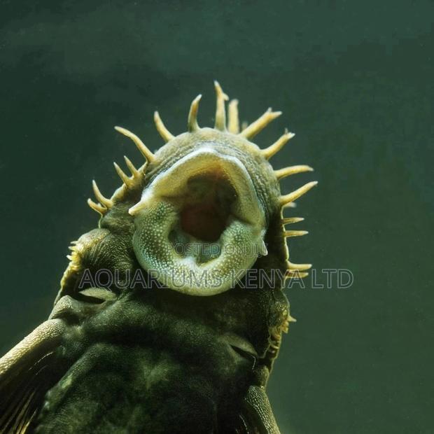 Bristolnose Plecotomus, Aquarium Algae Eater, Aquarium Fish - main view