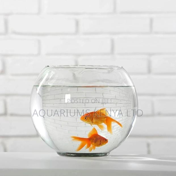 Circular Clear Fish Bowl With 2 Goldfish - main view