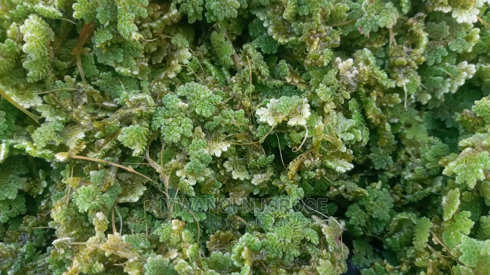 Azolla and Duckweed