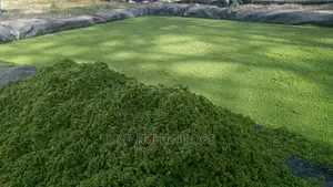 Azolla and Duckweed