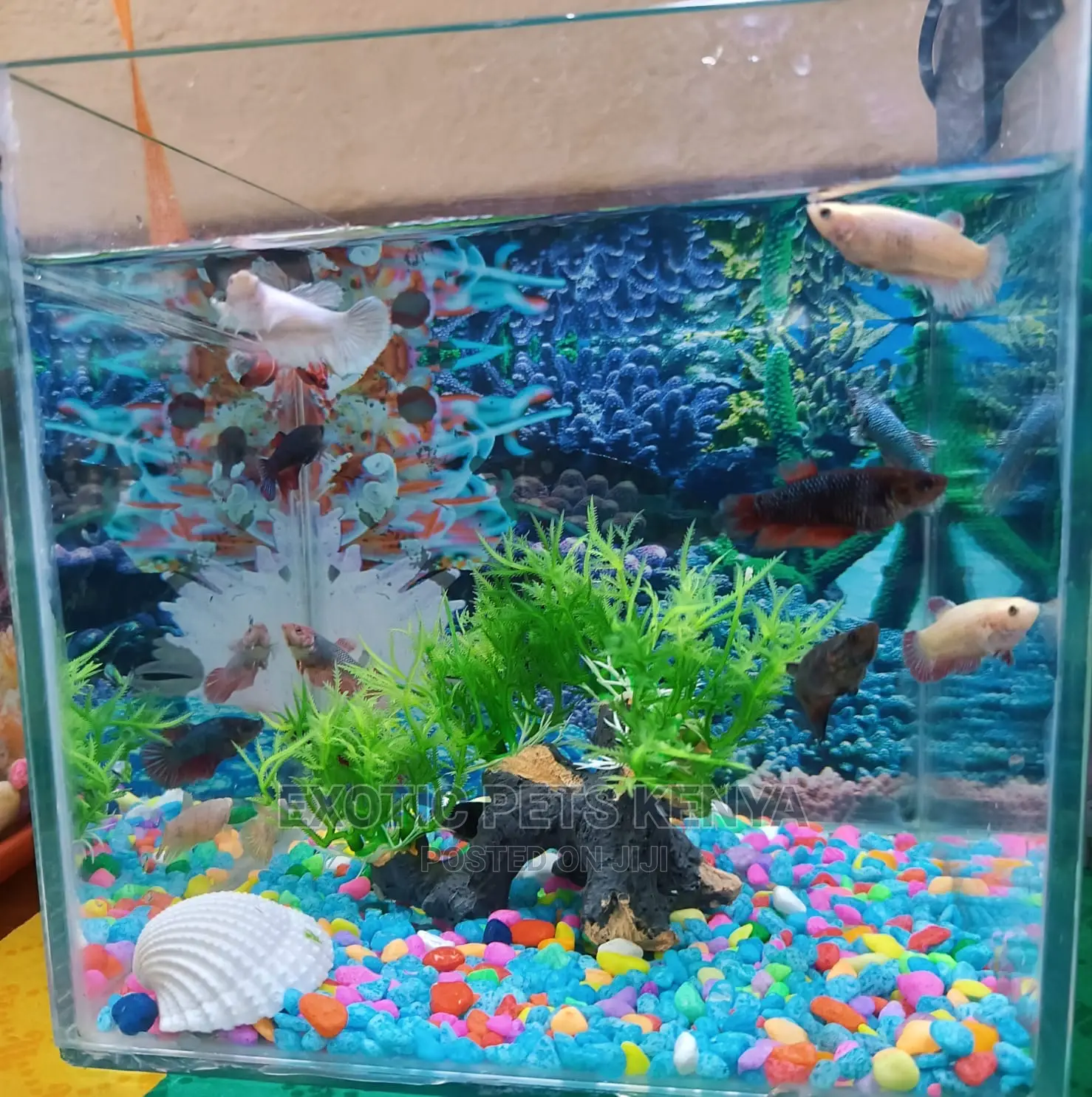 Siamese Fighter (Betta Fish)