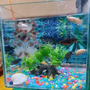 Siamese Fighter (Betta Fish)