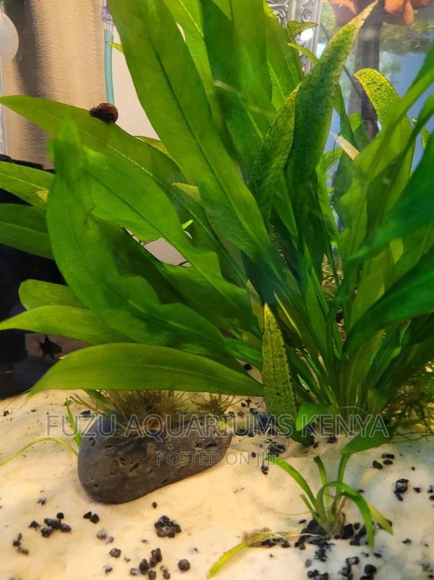 Live Plant for Fish and Aquarium - main view