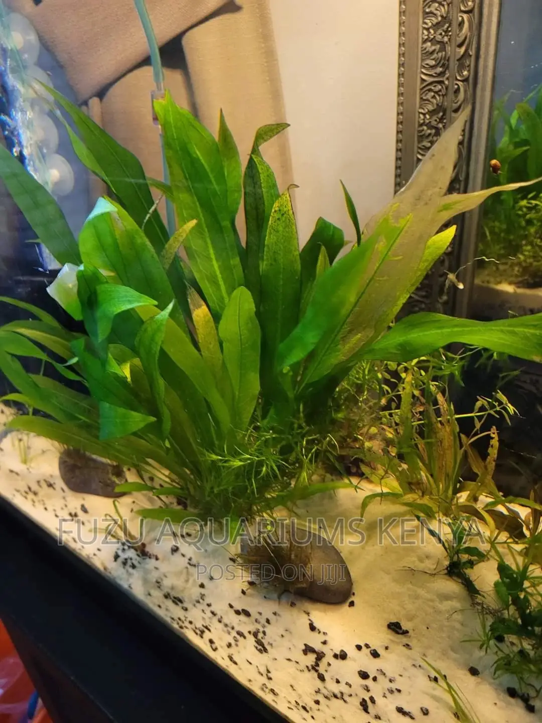 Live Plant for Fish and Aquarium