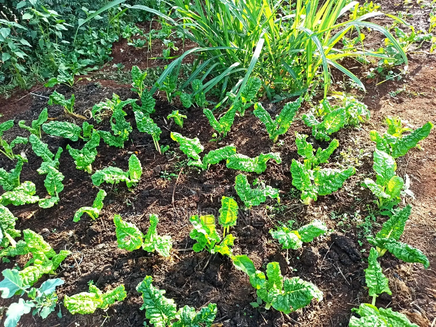 Kabiria, Half Acre 0.5 Plot