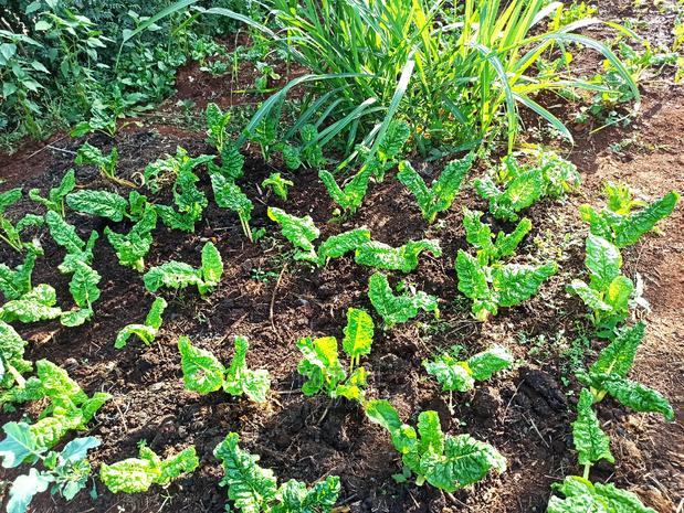 Kabiria, Half Acre 0.5 Plot - thumbnail 4