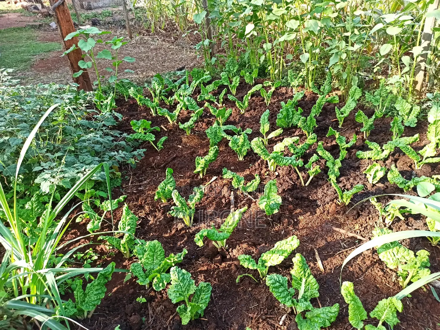Kabiria, Half Acre 0.5 Plot