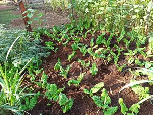 Kabiria, Half Acre 0.5 Plot